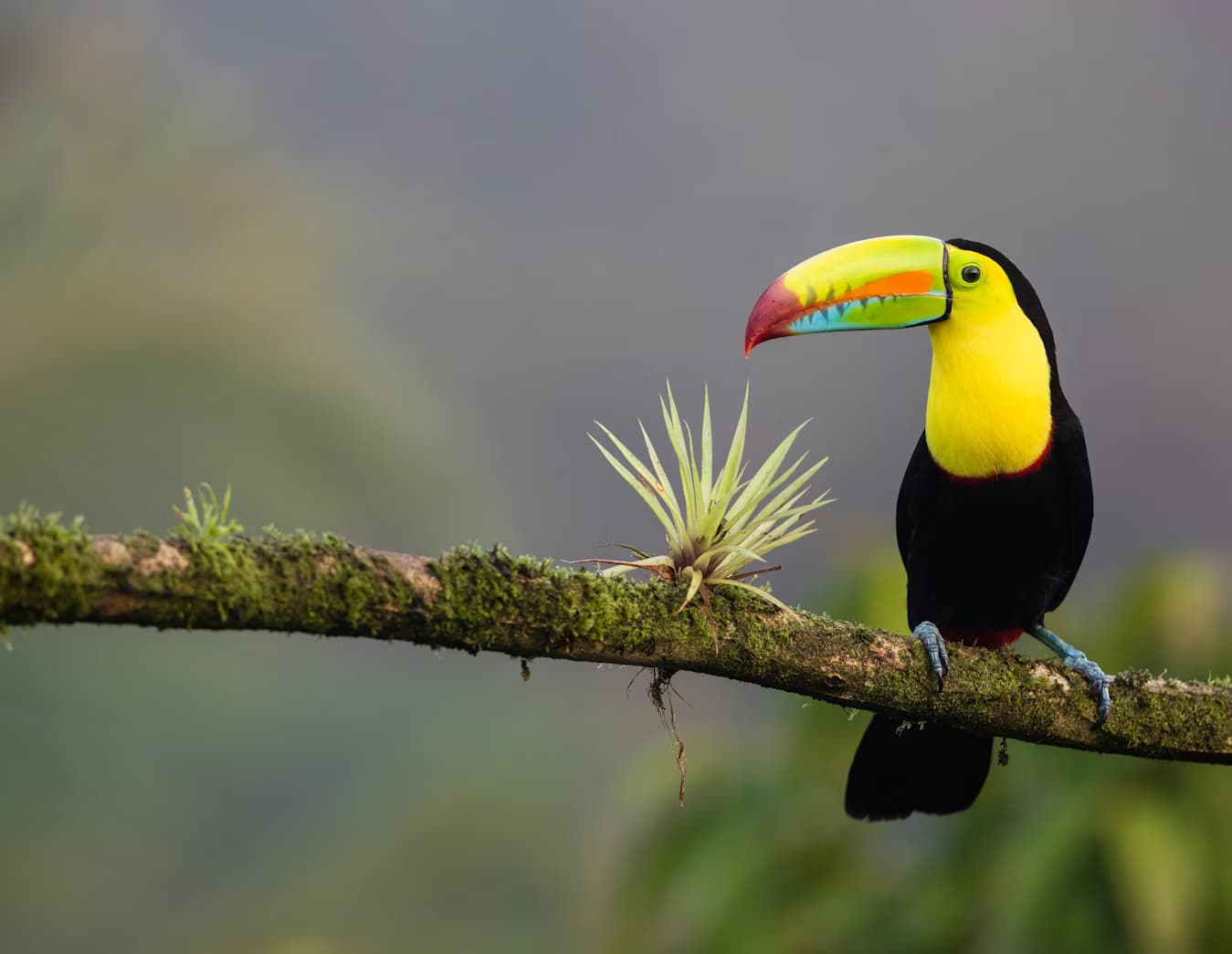 Costa Rica editorial photograph